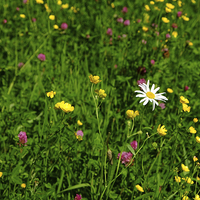 Buy canvas prints of  Wild Flower meadow by Diana Mower