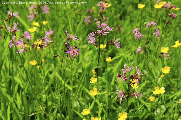 Ragged Robin meadow  Picture Board by Diana Mower