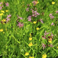 Buy canvas prints of Ragged Robin meadow  by Diana Mower