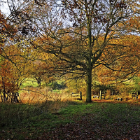 Buy canvas prints of Hatfield Forest  by Diana Mower