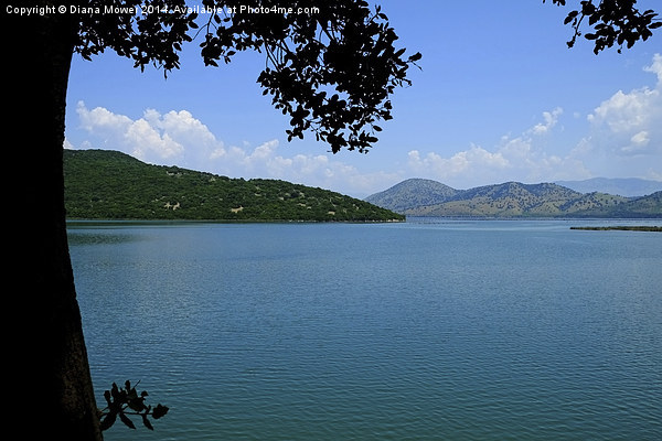  Lake Vivari  Picture Board by Diana Mower