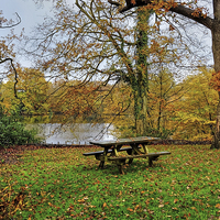 Buy canvas prints of  Danbury Country Park by Diana Mower