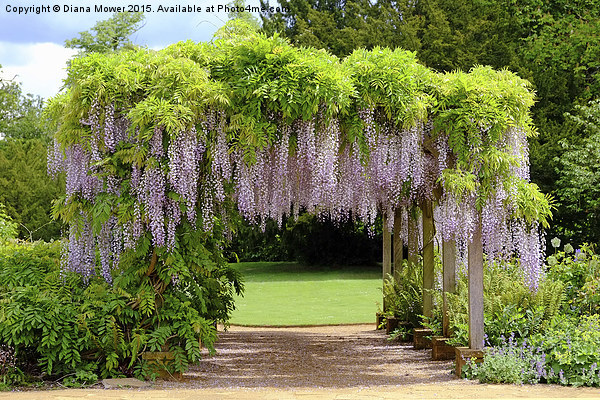 Wisteria Arch  Picture Board by Diana Mower