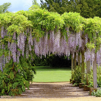 Buy canvas prints of  Wisteria Arch  by Diana Mower