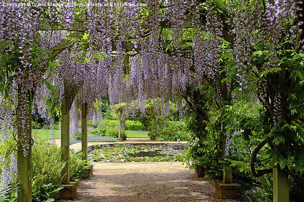 Through the  Wisteria Arch  Picture Board by Diana Mower