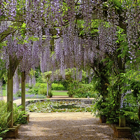 Buy canvas prints of Through the  Wisteria Arch  by Diana Mower