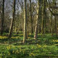 Buy canvas prints of  Wild Daffodils by Diana Mower