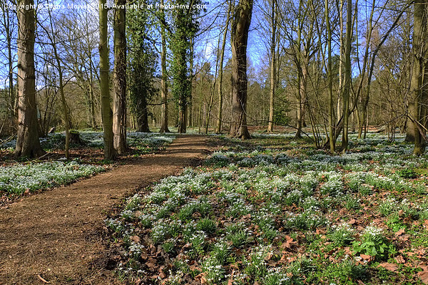  Snowdrop Woodland Picture Board by Diana Mower