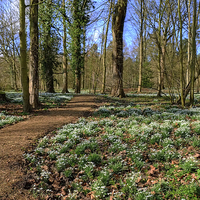 Buy canvas prints of  Snowdrop Woodland by Diana Mower