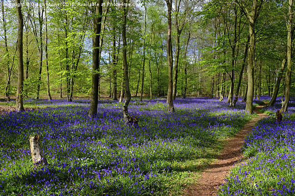  English Bluebell Wood Picture Board by Diana Mower