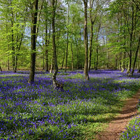 Buy canvas prints of  English Bluebell Wood by Diana Mower