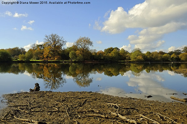  Hatfield Forest  lake Picture Board by Diana Mower