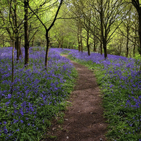 Buy canvas prints of  Suffolk Bluebells  by Diana Mower