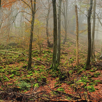 Buy canvas prints of The Forest of Dean by Diana Mower