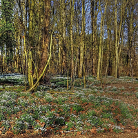 Buy canvas prints of English  Snowdrop Wood by Diana Mower