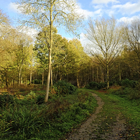 Buy canvas prints of  Chalkney Wood by Diana Mower