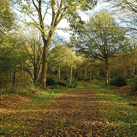 Buy canvas prints of  Chalkney Wood Springtime by Diana Mower