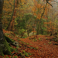 Buy canvas prints of  Lords Wood Forest of Dean by Diana Mower