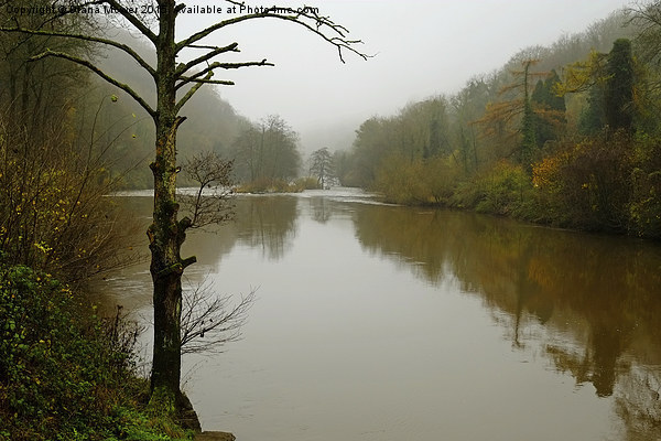The river Wye Symonds Yat  Picture Board by Diana Mower