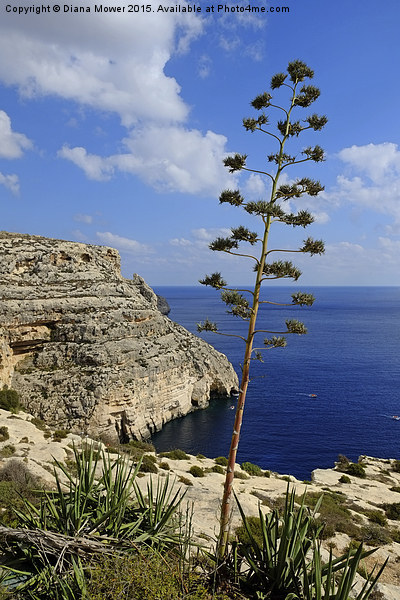  Blue Grotto Coast Malta  Picture Board by Diana Mower