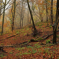 Buy canvas prints of  Forest of Dean by Diana Mower