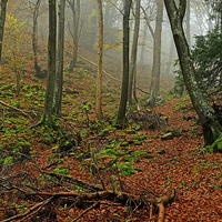 Buy canvas prints of  Misty Forest of Dean by Diana Mower