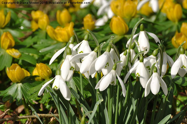  Snowdrops and Aconites Picture Board by Diana Mower