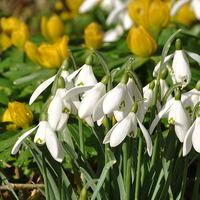 Buy canvas prints of  Snowdrops and Aconites by Diana Mower