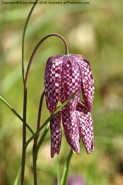  Snakes head fritillary  Picture Board by Diana Mower