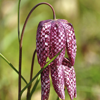 Buy canvas prints of  Snakes head fritillary  by Diana Mower