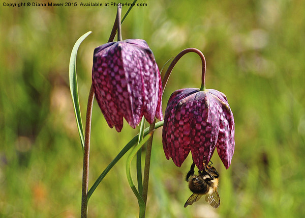  Bee on Snakes head fritillary  Picture Board by Diana Mower