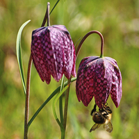 Buy canvas prints of  Bee on Snakes head fritillary  by Diana Mower
