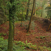 Buy canvas prints of  Forest of Dean by Diana Mower