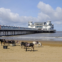 Buy canvas prints of  Weston Super Mare Donkeys on the Beach by Diana Mower