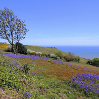 Buy canvas prints of  Hastings Country Park by Diana Mower
