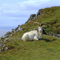 Buy canvas prints of  Brean Down  Goat by Diana Mower