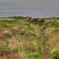 Buy canvas prints of  Quantock Hills Horses by Diana Mower