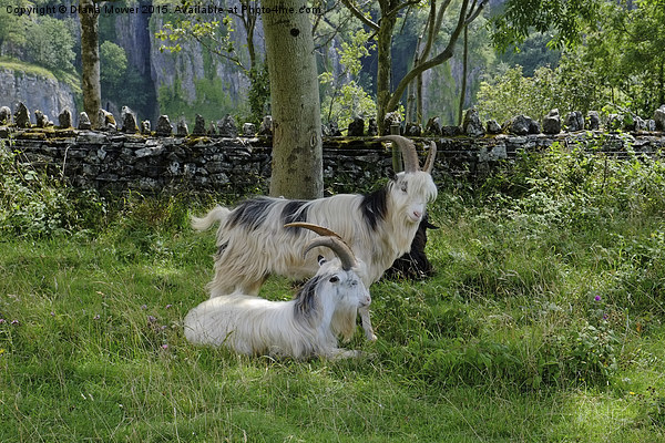  Cheddar Gorge  Goats Picture Board by Diana Mower