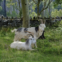 Buy canvas prints of  Cheddar Gorge  Goats by Diana Mower