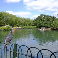Buy canvas prints of  Finsbury Park Boating Lake by Diana Mower