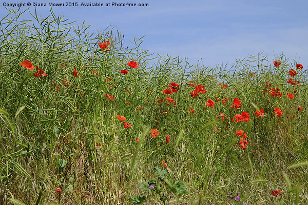  Summer Poppies Picture Board by Diana Mower