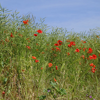Buy canvas prints of  Summer Poppies by Diana Mower