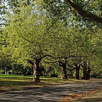 Buy canvas prints of  Finsbury Park London by Diana Mower