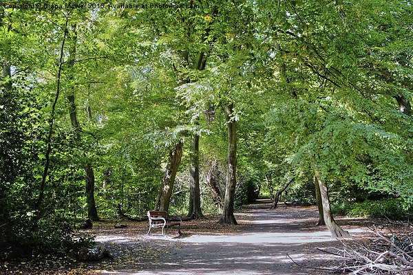  Highgate Wood London Picture Board by Diana Mower
