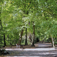 Buy canvas prints of  Highgate Wood London by Diana Mower