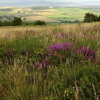 Buy canvas prints of  Quantock Hills Somerset by Diana Mower