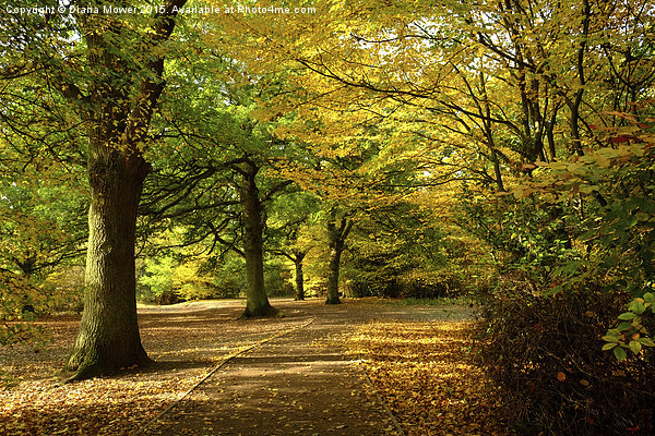  Epping Forest in Autumn Picture Board by Diana Mower