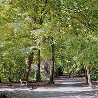 Buy canvas prints of  Highgate Wood London by Diana Mower