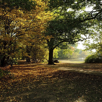Buy canvas prints of  Epping Forest in Autumn by Diana Mower