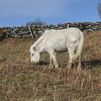 Buy canvas prints of  Dartmoor Pony Foal by Diana Mower